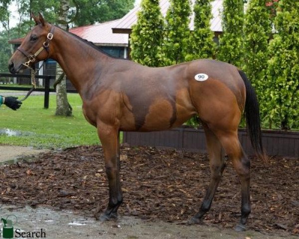 horse Me Ka Mahalo xx (Thoroughbred, 2009, from Zenno Rob Roy xx) horse Me Ka Mahalo xx (Thoroughbred, 2009, from Zenno Rob Roy xx)