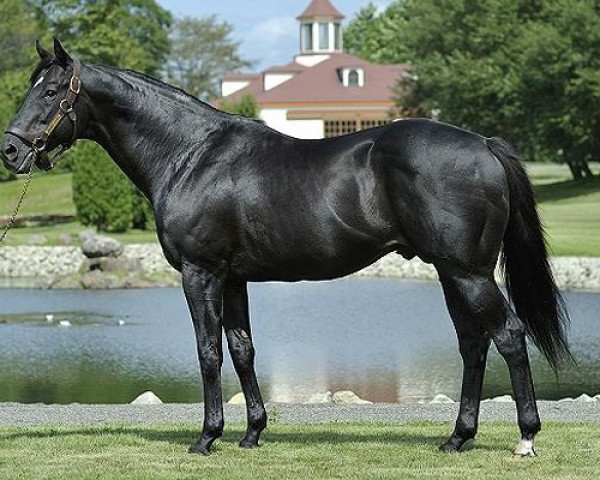 stallion Meiner Love xx (Thoroughbred, 1995, from Seeking the Gold xx)