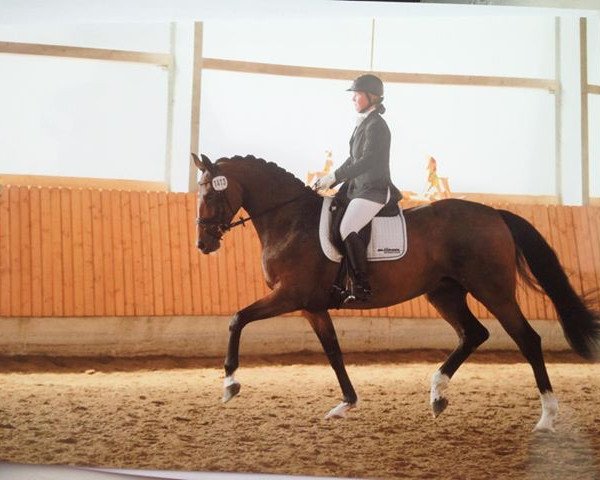 Zuchtstute Santana 884 (Westfale, 2007, von Sandro Hit)