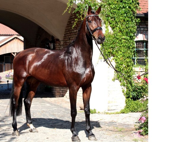 dressage horse Christdore (Hanoverian, 2009, from Christ)