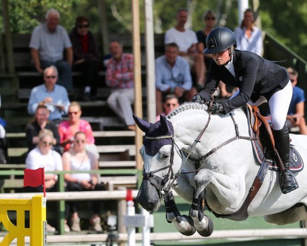 jumper Sienna Sn (Swedish Warmblood, 2011, from Bravour)