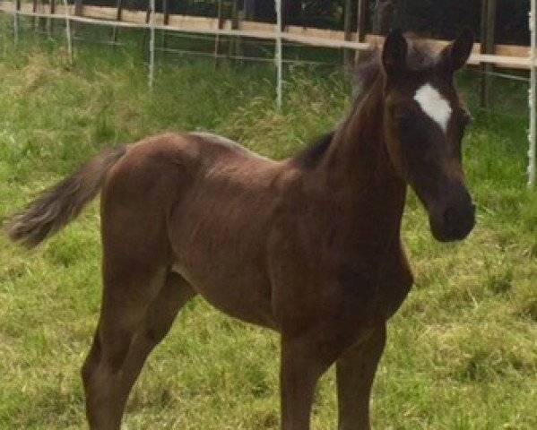 dressage horse Florence Noir 3 (Hanoverian, 2015, from Fürst Romancier)