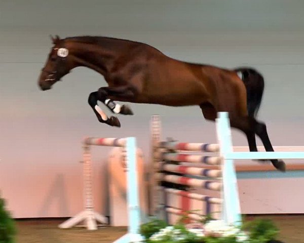 horse Hengst von Lord Pezi (Oldenburg show jumper, 2011, from Lord Pezi)