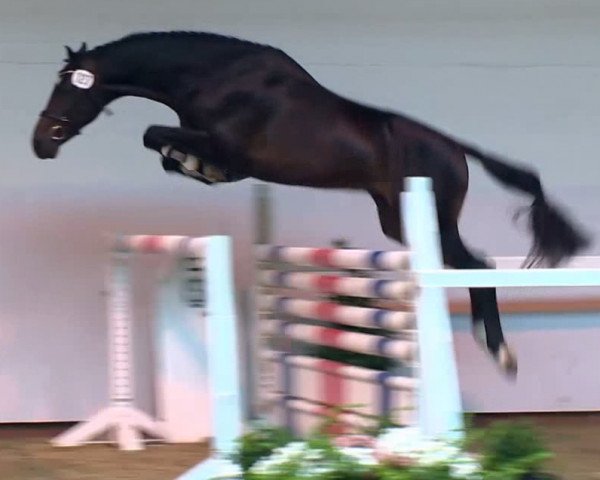 horse Carlos van de Helle (Holsteiner, 2011, from Contendro I)