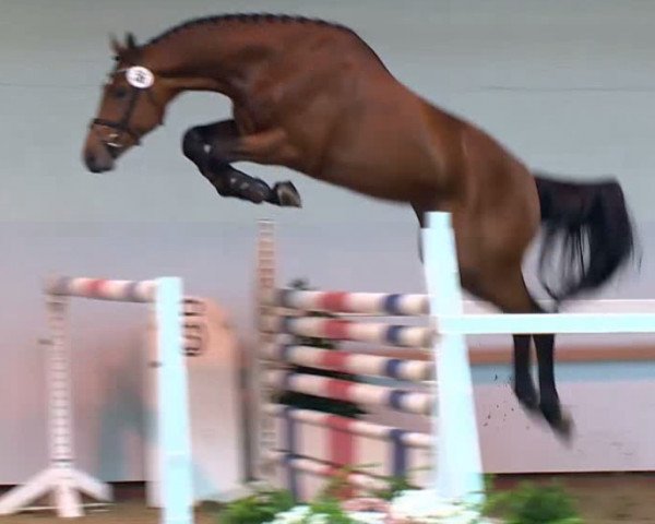 stallion Ziron (Holsteiner, 2011, from Zirocco Blue)