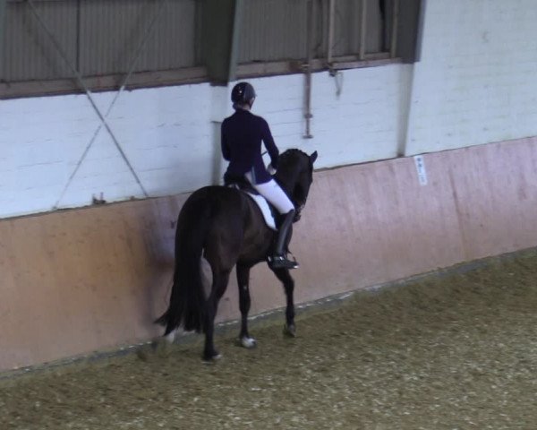 Reitturnier Datteln 2022