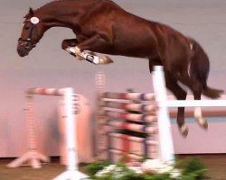 stallion Livester 2 (Oldenburg, 2011, from Lordanos)