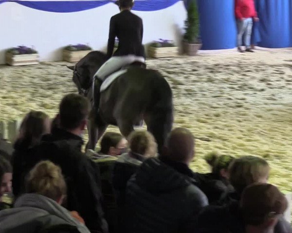 Online Hengstschau Holkenbrink 2022