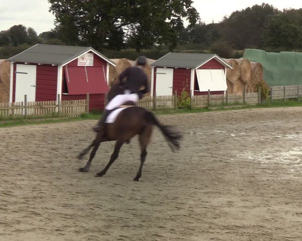 Reitturnier Schülp / Rendsburg 2021