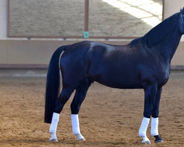 horse Graciano 91 (Hanoverian, 2015, from Gandhi)