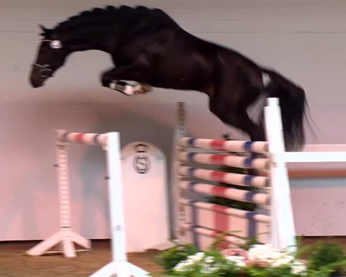 jumper Cayenne 235 (Oldenburg show jumper, 2011, from Cascall)