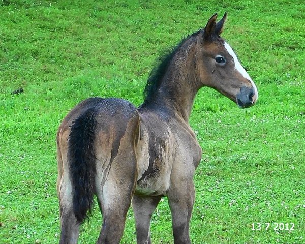 horse Cashivo HaB (Bavarian, 2012, from Casino)