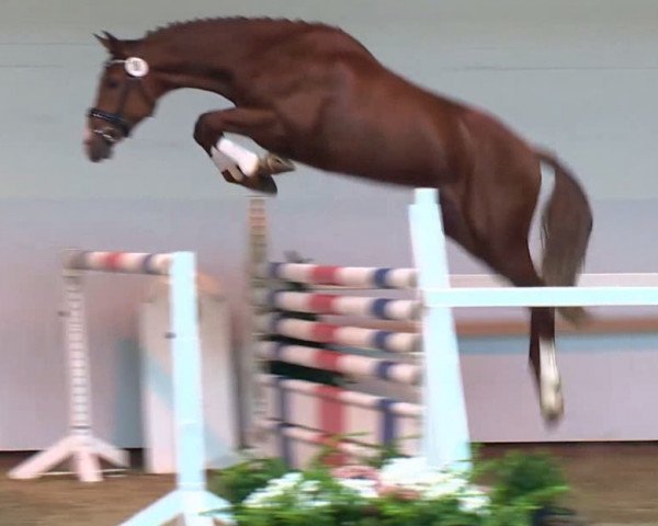 Springpferd Lomby 2 (Holsteiner, 2011, von Lordanos)