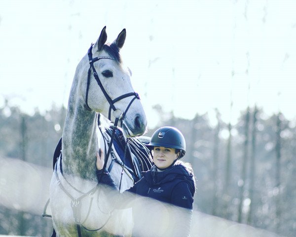 Springpferd Askan 689 (Deutsches Sportpferd, 2015, von Askari)