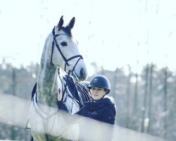 jumper Askan 689 (German Sport Horse, 2015, from Askari)