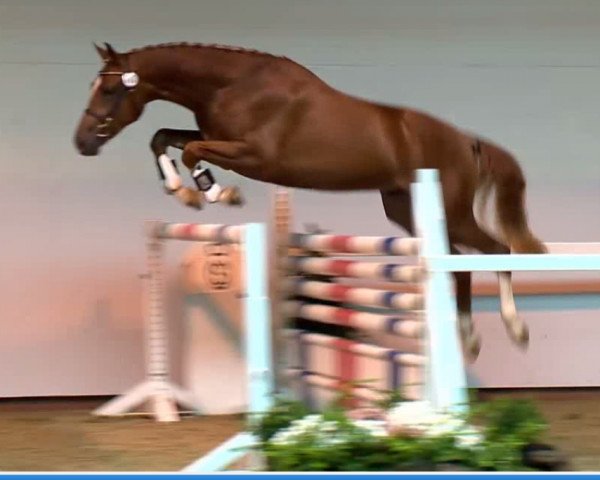 horse Hengst von Cornet's Stern (Oldenburg show jumper, 2011, from Cornet's Stern)