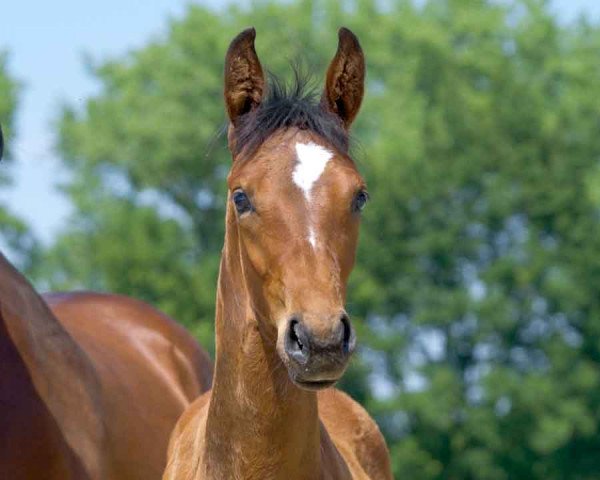 Deckhengst Dreamer SW (Westfale, 2021, von Diacontinus)