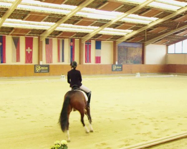 Dressurturnier Weikersdorf am Steinfelde 2022