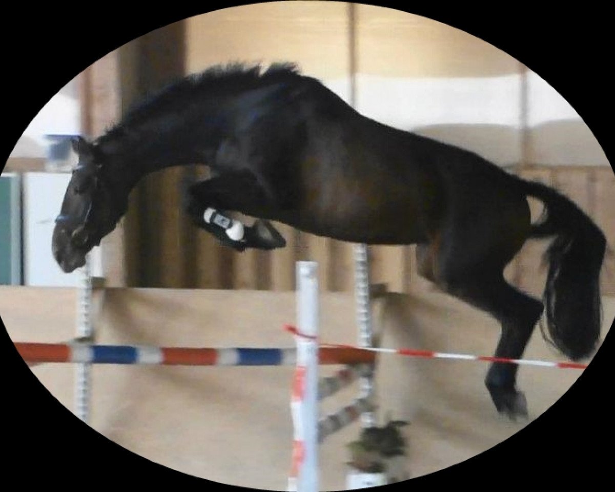 broodmare Lizzjana HaB (Bavarian, 2008, from Casinos)