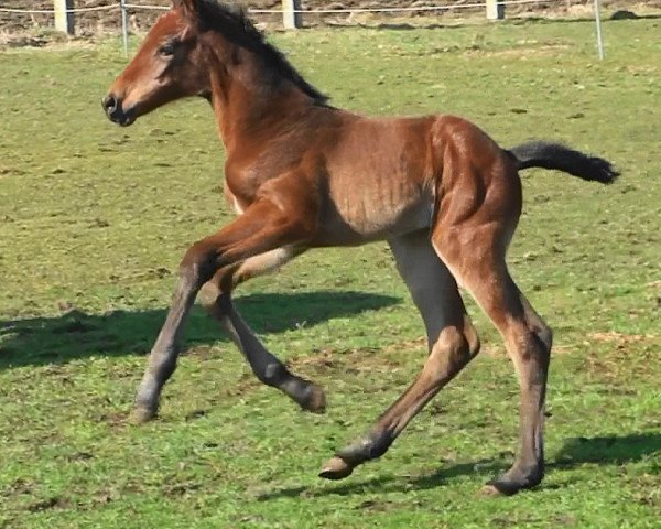 horse Canela HaB Z (Zangersheide riding horse, 2013, from Canabis Z)