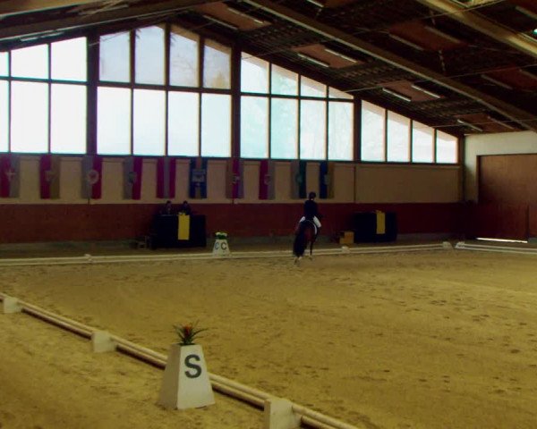 Dressurturnier Weikersdorf am Steinfelde 2022