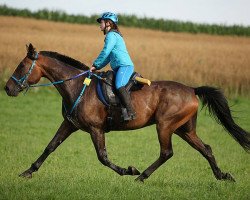 jumper King (Oldenburg show jumper, 2005, from Vizzi Hanover (US))
