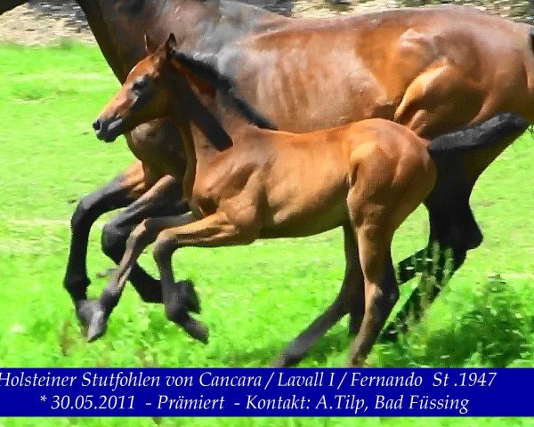 dressage horse Decanara Hab (Holsteiner, 2011, from Cancara)