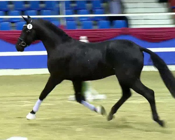 horse Allstar (Westphalian, 2011, from Ampère)
