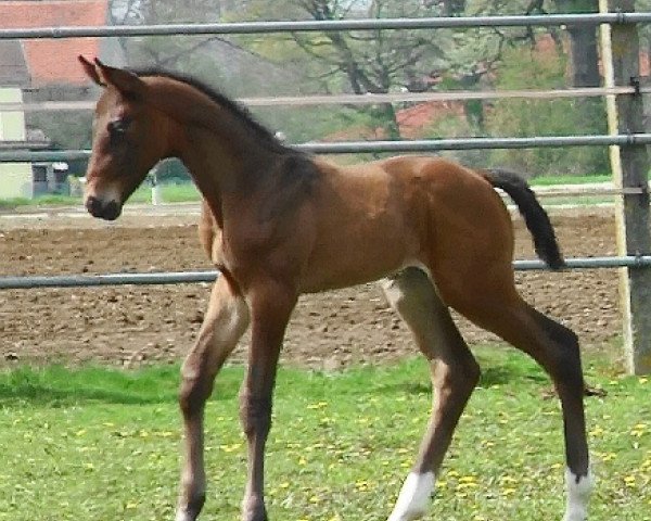 jumper Cavanto HaB (Holsteiner, 2012, from Cassaro 5)