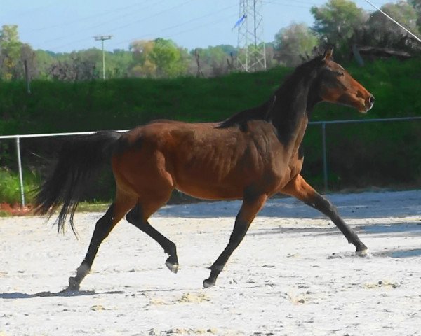 horse Desideria HaB (Holsteiner, 2011, from Cassilano)