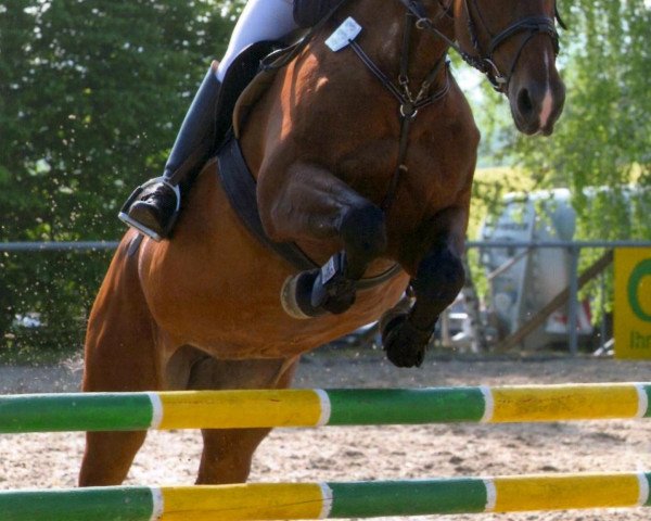 Springpferd Master's Welikjie Luki (Hannoveraner, 1998, von DE 331310000001)