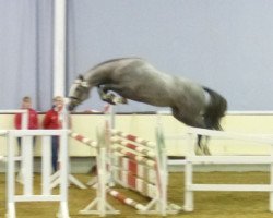 stallion Light Mariner (Belgian Warmblood, 2011, from Lordanos)