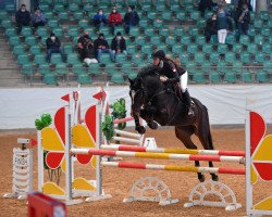 Springpferd Josta - H (KWPN (Niederländisches Warmblut), 2014, von Dallas VDL Z)