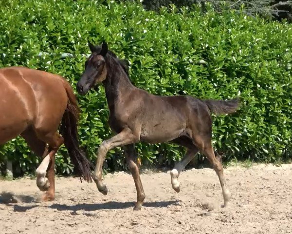 horse Zoey-Dark (Oldenburg, 2020, from St. Schufro)
