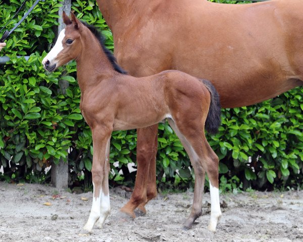 horse Stute von Jameson Rs2 / Sir Donnerhall I (Oldenburg, 2021, from Jameson RS2)
