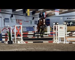 jumper Cover Up (Holsteiner, 2017, from Casall Ask)