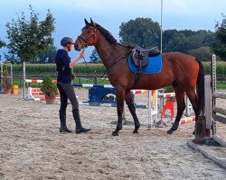 jumper Netflix 5 (Westphalian, 2017, from Nelson 240)