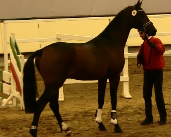 jumper Con Fodos (Oldenburg show jumper, 2011, from Conthargos)