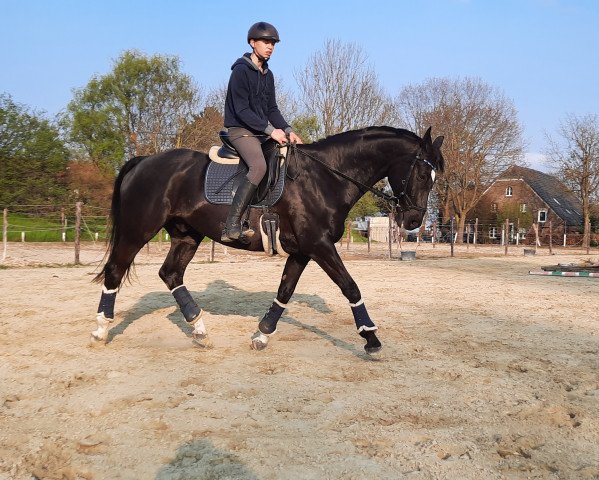 horse Solero 105 (Hanoverian, 2008, from San Remo)