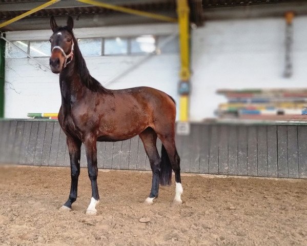horse Glamour Girl (Oldenburg, 2019, from Goldberg)
