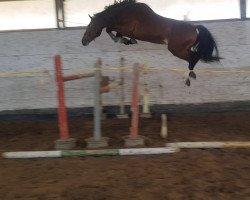 horse Messi-Ao (KWPN (Royal Dutch Sporthorse), 2017, from Zambesi TN)