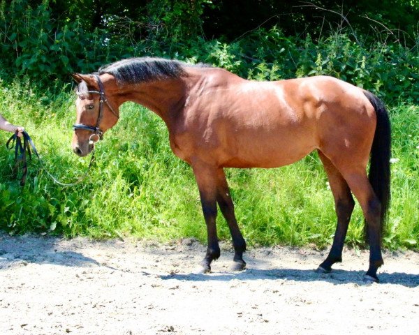 broodmare Game of Thrones (Holsteiner, 2014, from Casall Ask)