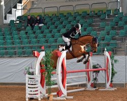 jumper Carrick S (Holsteiner, 2017, from Chanoc)