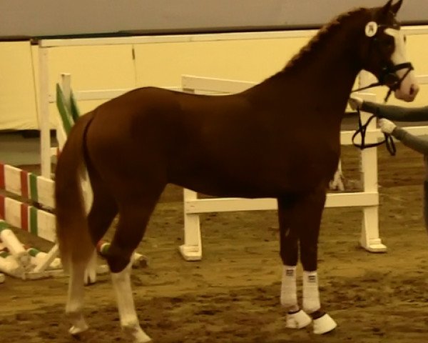 Springpferd Call Me Carl 3 (Westfale, 2011, von Comme il Faut)