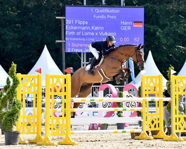 stallion Flipps (Hanoverian, 2016, from Firth Of Lorne)