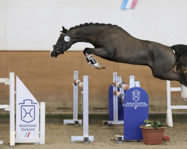 horse Barcolino (German Riding Pony, 2019, from Bacon) horse Barcolino (German Riding Pony, 2019, from Bacon)