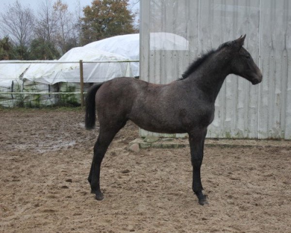 broodmare Clever Fina (Hanoverian, 2021, from Charthago Blue OLD)