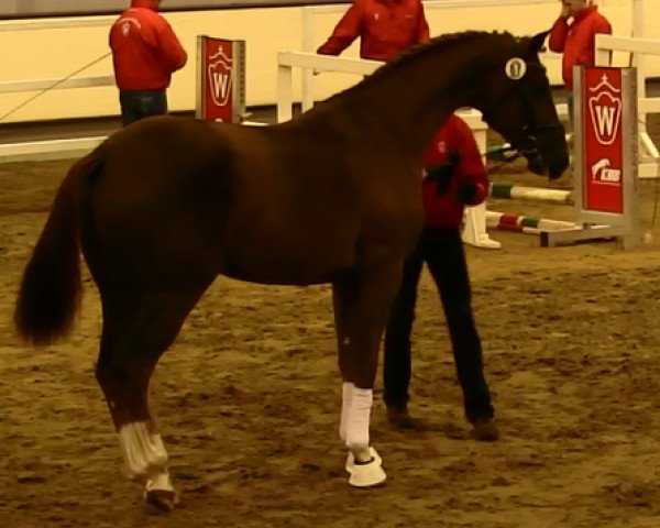horse Garisto (KWPN (Royal Dutch Sporthorse), 2011, from Charmeur)