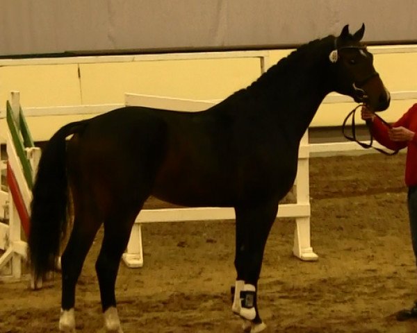 horse Hengst von Carento (Westphalian, 2011, from Carento)