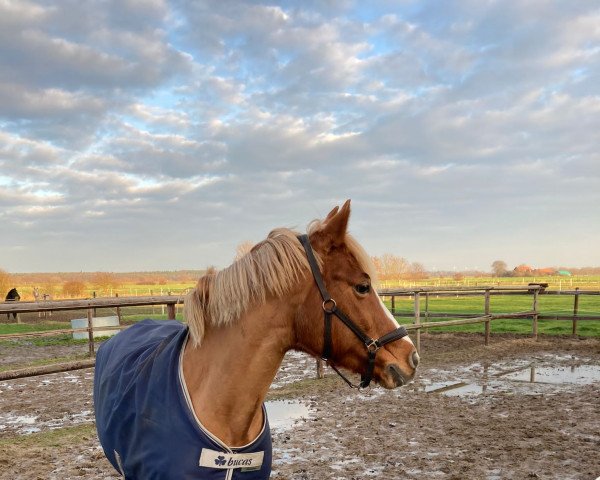 Dressurpferd Valorosa 2 (Deutsches Reitpony, 2002, von Good One)